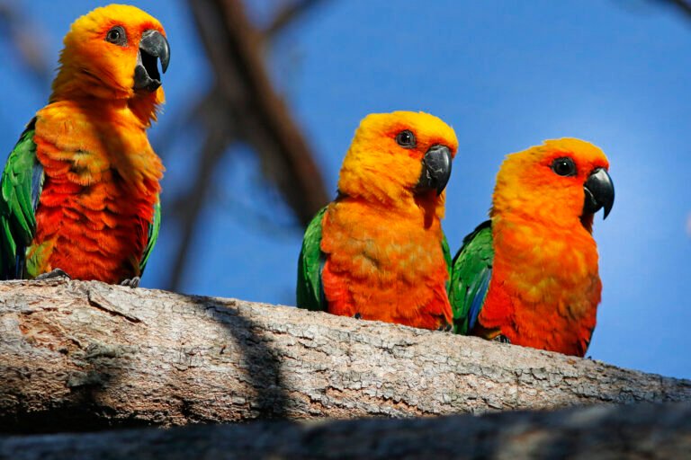 Dia da Caatinga: Parque Arvorar abriga aves do único bioma 100% brasileiro e reforça ações de conservação no Ceará